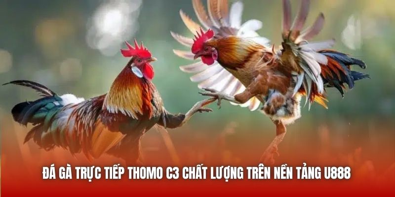 Đá Gà Trực Tiếp Thomo C3 Chất Lượng Trên Nền Tảng U888