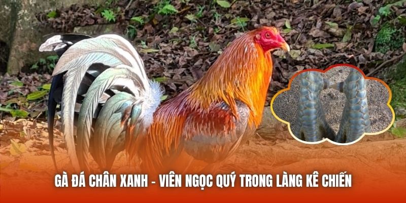 Gà Đá Chân Xanh - Viên Ngọc Quý Trong Làng Kê Chiến