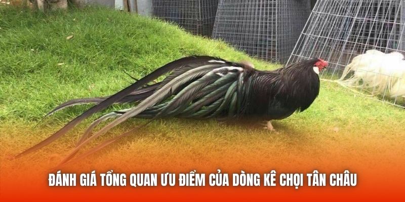 Đánh giá tổng quan ưu điểm của dòng kê chọi Tân Châu
