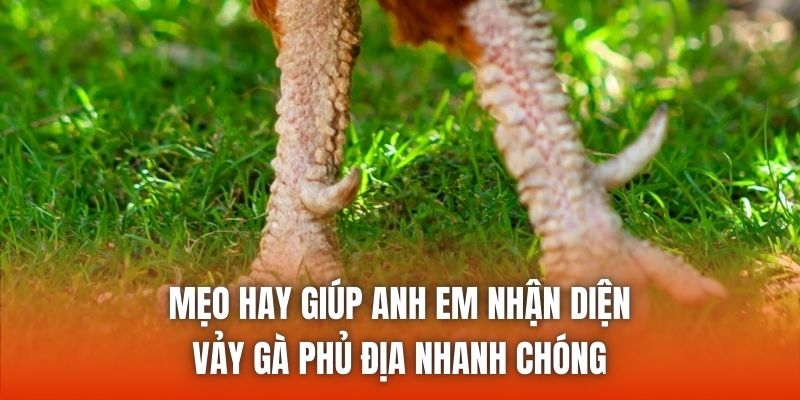 Mẹo hay giúp anh em nhận diện vảy gà phủ địa nhanh chóng